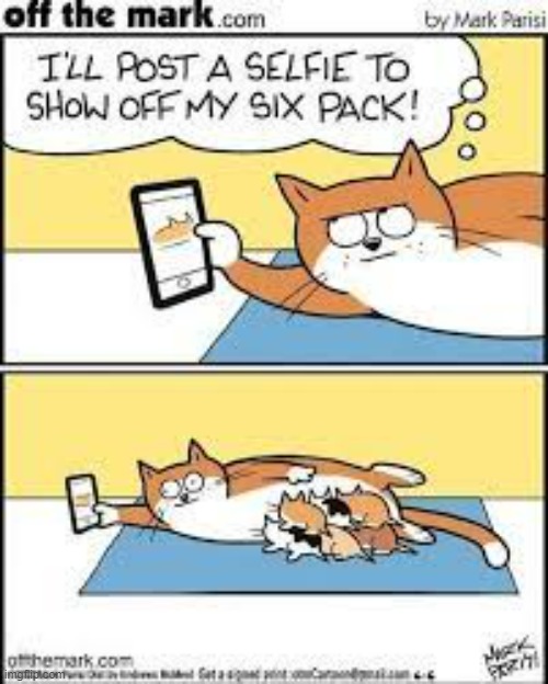 image tagged in memes,comics,cats,selfie,show off,kittens | made w/ Imgflip meme maker