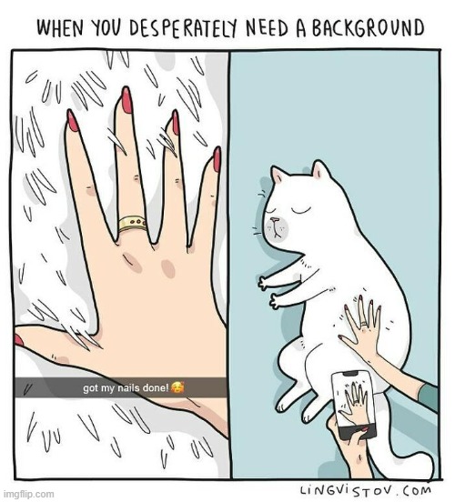 A Cat Lady's Way Of Thinking | image tagged in memes,comics,cats,cat lady,white background,nails | made w/ Imgflip meme maker