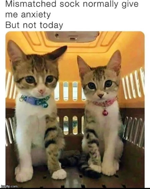 Twinning | image tagged in cats,animals,cute,memes,wholesome,cat | made w/ Imgflip meme maker