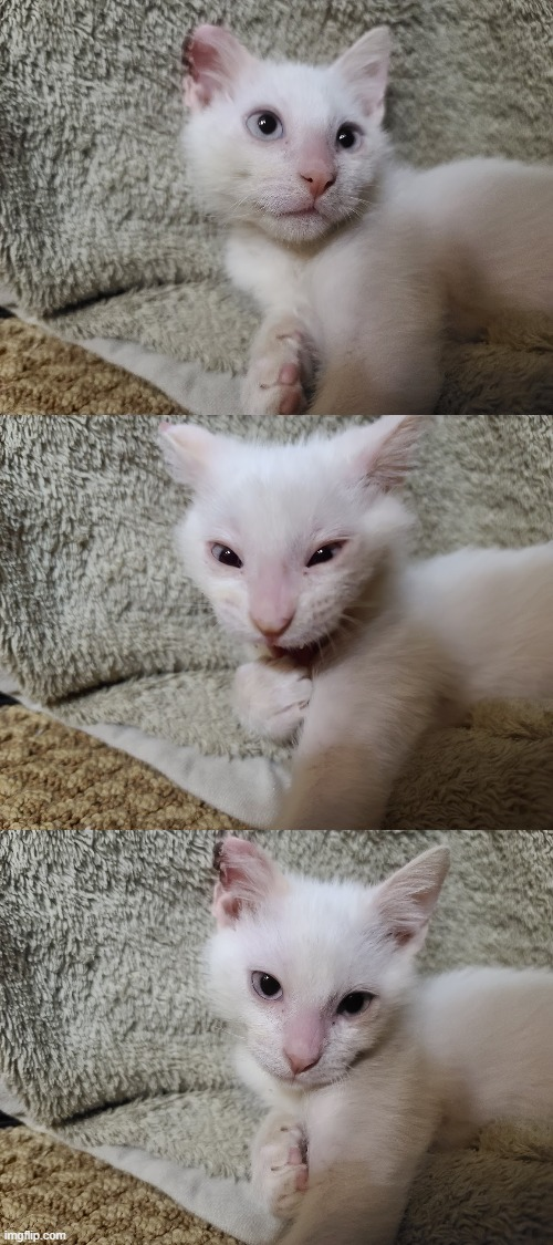 High Quality Laughing then Serious Kitten Blank Meme Template