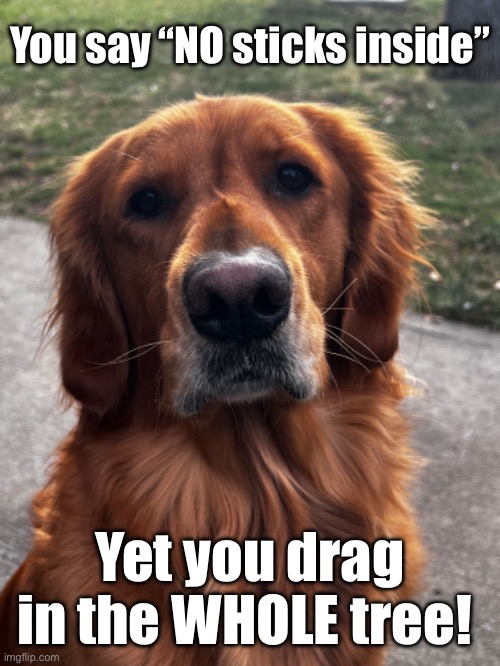 Life s A WOOF Imgflip