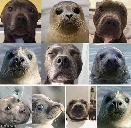 Sometimes DOGS look like seals | image tagged in dogs | made w/ Imgflip meme maker