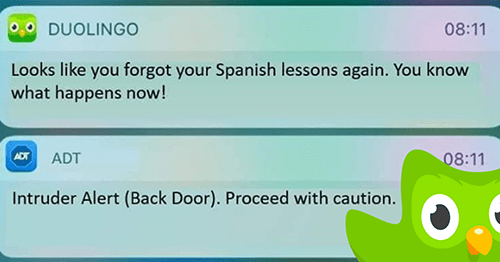 Duolingo is a angery bird Blank Meme Template