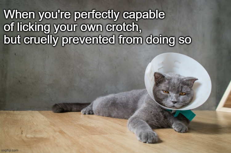 Cone Cat Nation | When you're perfectly capable of licking your own crotch, but cruelly prevented from doing so | made w/ Imgflip meme maker