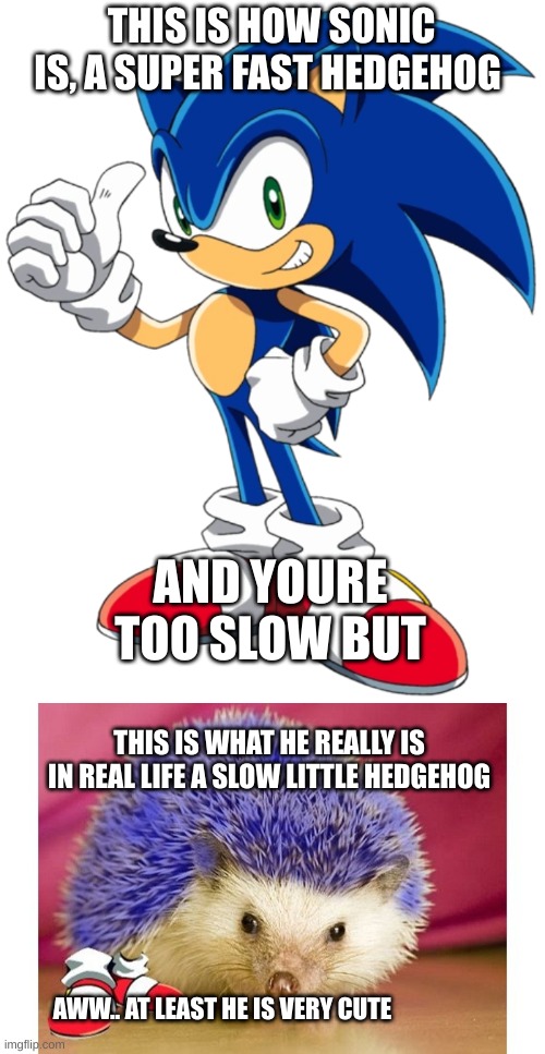 Sonic's real appearance | THIS IS HOW SONIC IS, A SUPER FAST HEDGEHOG; AND YOURE TOO SLOW BUT; THIS IS WHAT HE REALLY IS IN REAL LIFE A SLOW LITTLE HEDGEHOG; AWW.. AT LEAST HE IS VERY CUTE | image tagged in sonic,memes,so true,hedgehog | made w/ Imgflip meme maker