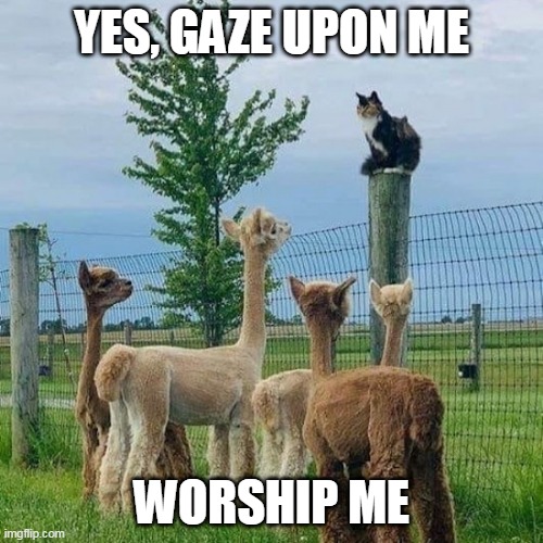 THE KITTY IS THEIR RULER | YES, GAZE UPON ME; WORSHIP ME | image tagged in cats,funny cats | made w/ Imgflip meme maker