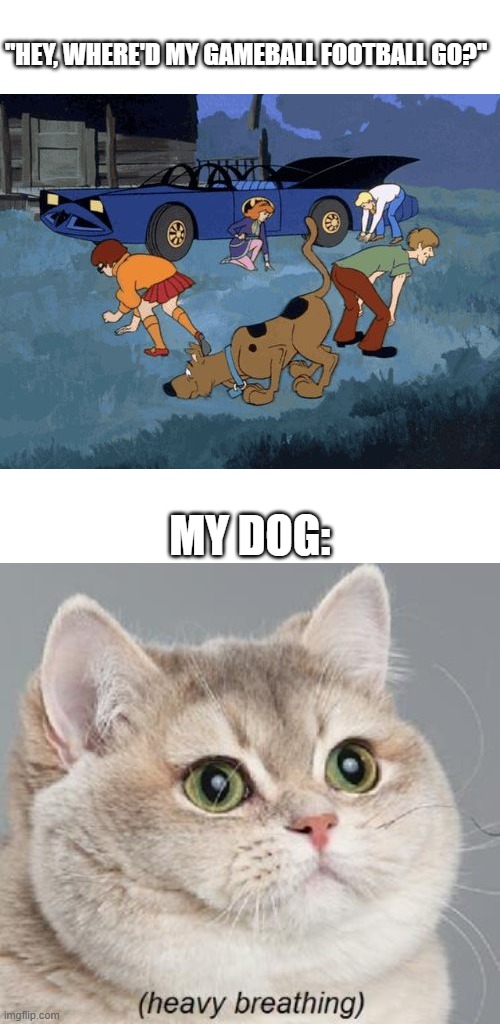 What's in ur mouth Tido? | "HEY, WHERE'D MY GAMEBALL FOOTBALL GO?"; MY DOG: | image tagged in scooby doo search,memes,heavy breathing cat | made w/ Imgflip meme maker