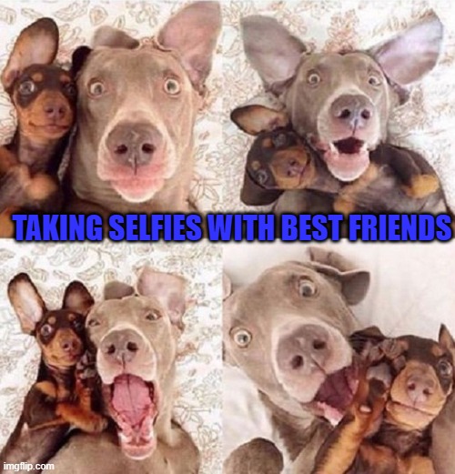 TAKING SELFIES WITH BEST FRIENDS | image tagged in dogs | made w/ Imgflip meme maker