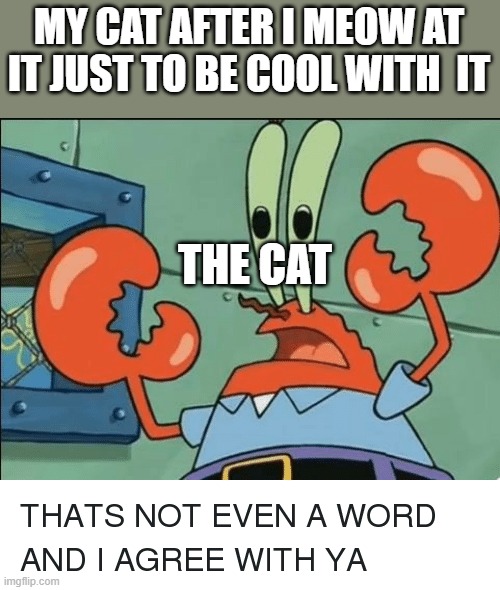 And i agree with ya |  MY CAT AFTER I MEOW AT IT JUST TO BE COOL WITH  IT; THE CAT | image tagged in and i agree with ya,cats | made w/ Imgflip meme maker