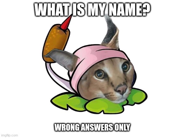 take a guess | WHAT IS MY NAME? WRONG ANSWERS ONLY | image tagged in unfunny | made w/ Imgflip meme maker