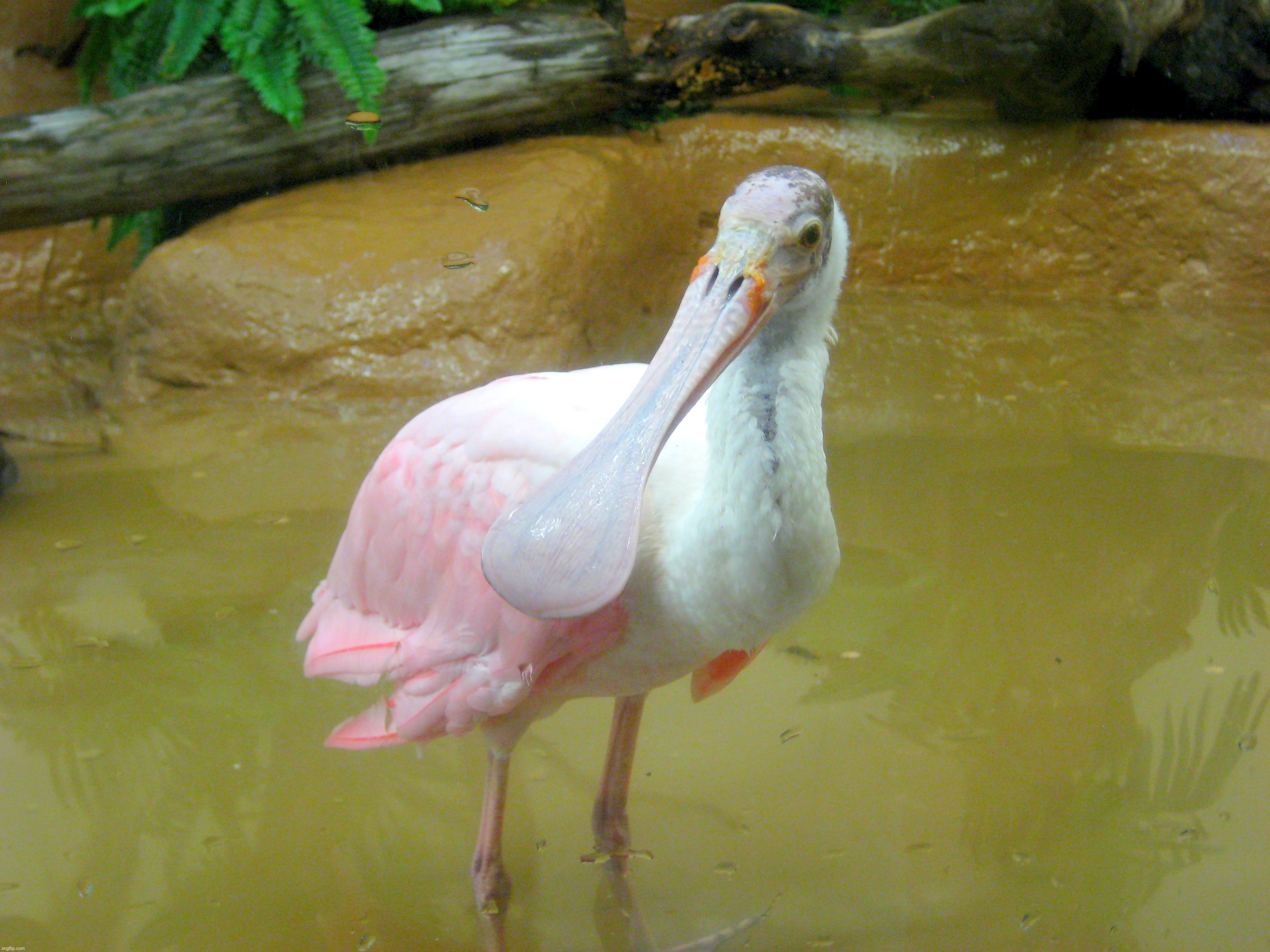 Roseate Spoonbill that I saw in the Hershey Gardens a couple years ago | image tagged in share your own photos | made w/ Imgflip meme maker