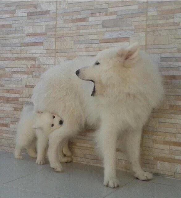 Baby Doggo Chomp Blank Meme Template