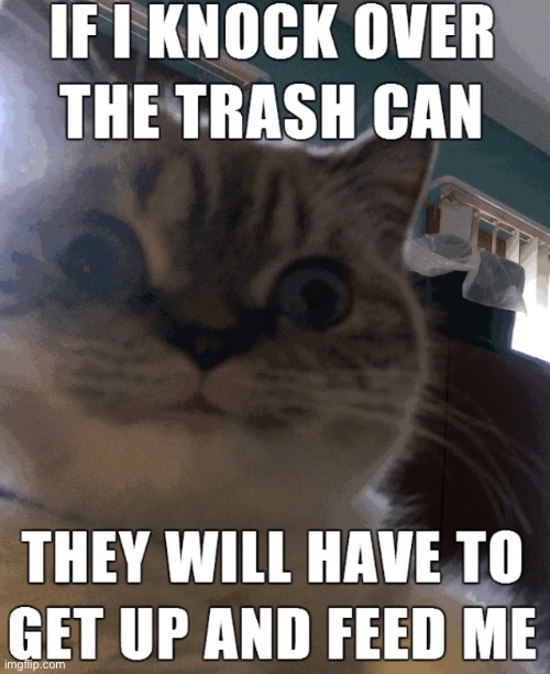 image tagged in cats,memes,funny | made w/ Imgflip meme maker