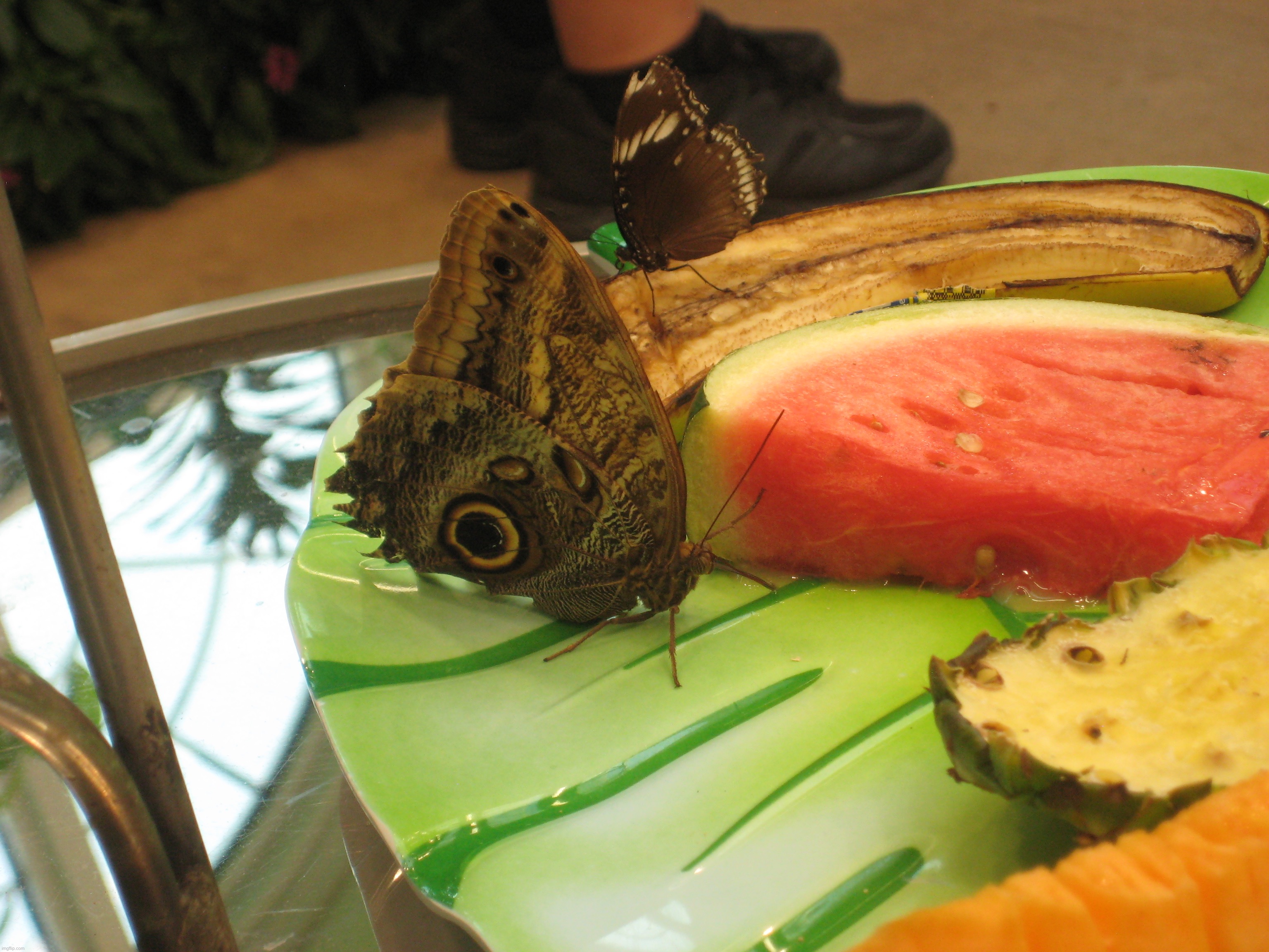 An Owl Butterfly at Hershey Gardens | image tagged in share your own photos | made w/ Imgflip meme maker