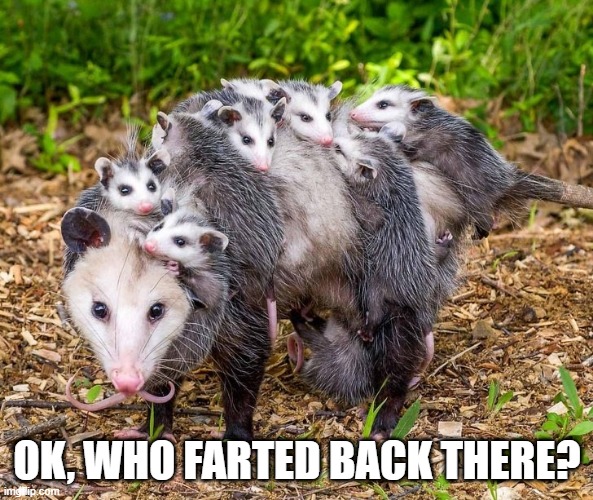opossum kid farted | OK, WHO FARTED BACK THERE? | image tagged in mum,children | made w/ Imgflip meme maker