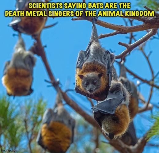 When bats growl | SCIENTISTS SAYING BATS ARE THE DEATH METAL SINGERS OF THE ANIMAL KINGDOM | image tagged in bats | made w/ Imgflip meme maker