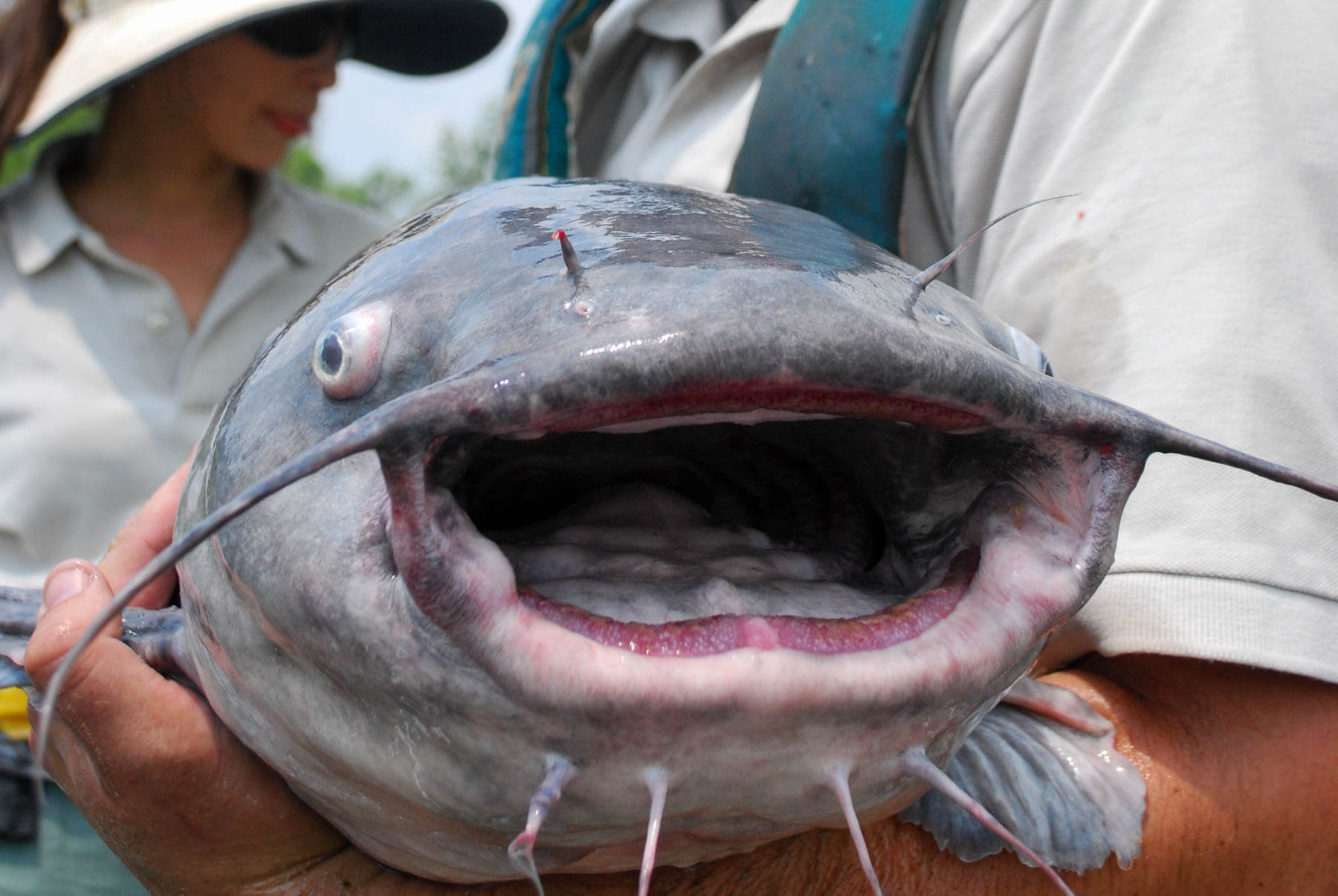 blue catfish Blank Meme Template