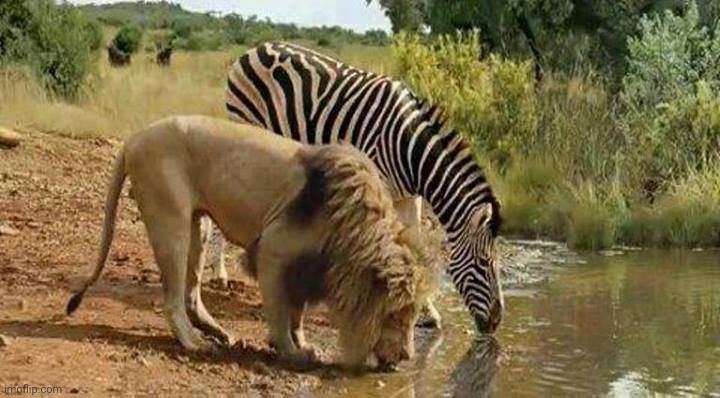 lion and zebra | image tagged in lion and zebra | made w/ Imgflip meme maker