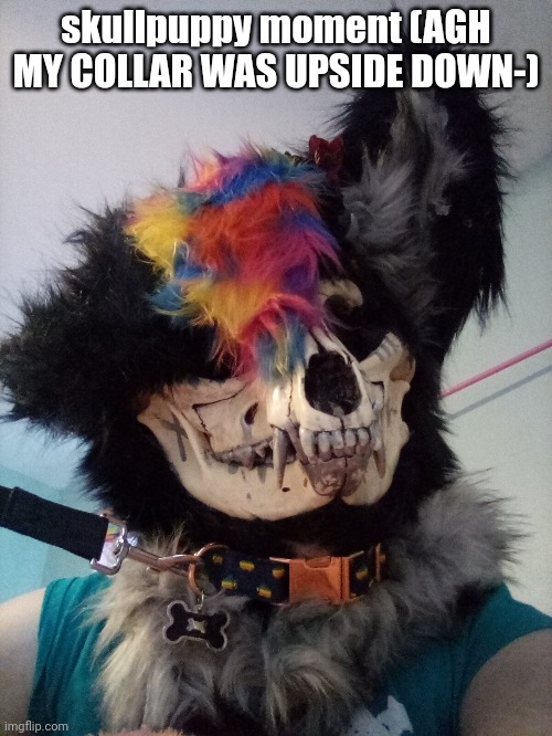 skullpuppy moment (AGH MY COLLAR WAS UPSIDE DOWN-) | made w/ Imgflip meme maker