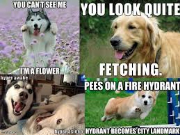 doggo | image tagged in dog memes | made w/ Imgflip meme maker
