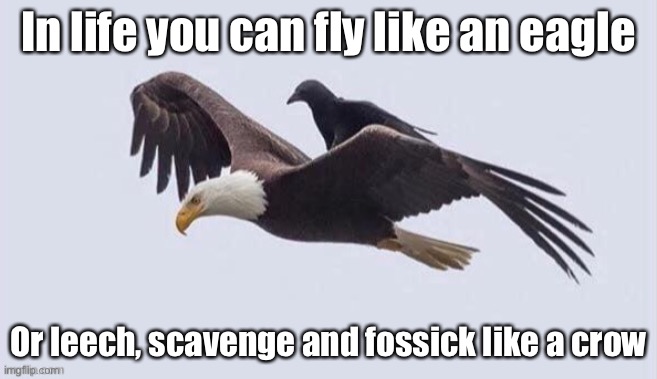 Eagle and crow | In life you can fly like an eagle; Or leech, scavenge and fossick like a crow | image tagged in eagle,crow,fly,leech,scavenge | made w/ Imgflip meme maker