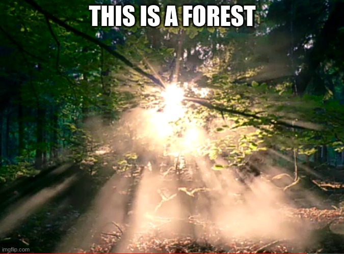 Sad phase ??? Version 3 | THIS IS A FOREST | image tagged in sad phase version 3 | made w/ Imgflip meme maker