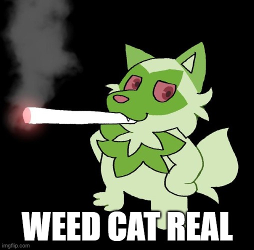 e | WEED CAT REAL | image tagged in weed cat | made w/ Imgflip meme maker