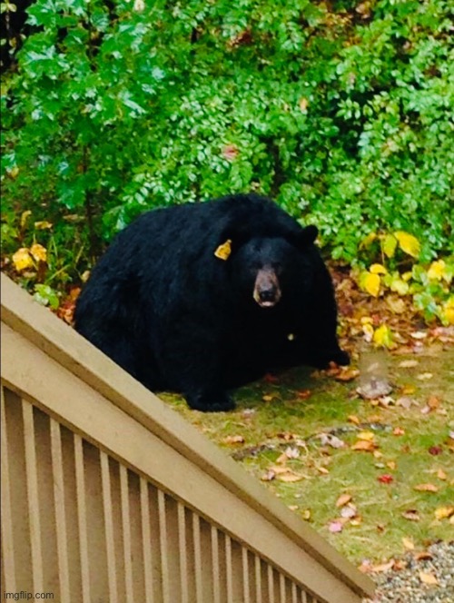 What would you do if this guy was chilling in your backyard | image tagged in animals | made w/ Imgflip meme maker