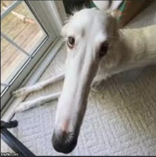 borzoi | image tagged in borzoi | made w/ Imgflip meme maker