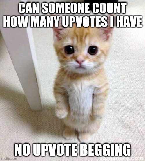 I think I have 1000 |  CAN SOMEONE COUNT HOW MANY UPVOTES I HAVE; NO UPVOTE BEGGING | image tagged in memes,cute cat,cats,funny,upvote | made w/ Imgflip meme maker