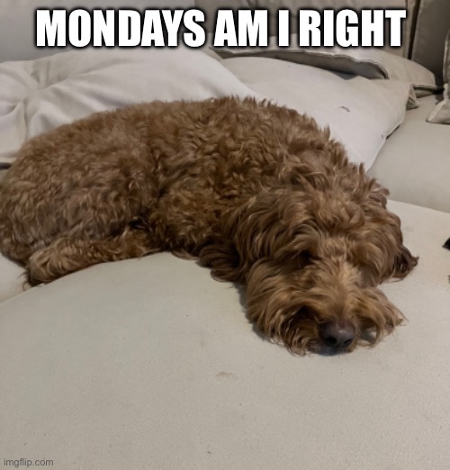 Dog | MONDAYS AM I RIGHT | image tagged in dogs,memes | made w/ Imgflip meme maker