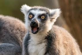 Surprised Lemur Blank Meme Template