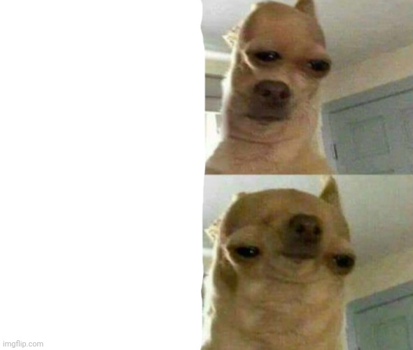 High Quality chihuahua eye width Blank Meme Template