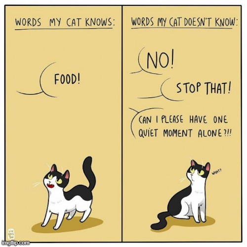 A Cat Lady's Way Of Thinking | image tagged in memes,comics,cats,words,i know,i don't know | made w/ Imgflip meme maker