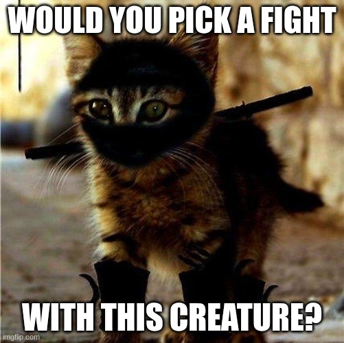 Ninja Cat | WOULD YOU PICK A FIGHT; WITH THIS CREATURE? | image tagged in ninja cat | made w/ Imgflip meme maker