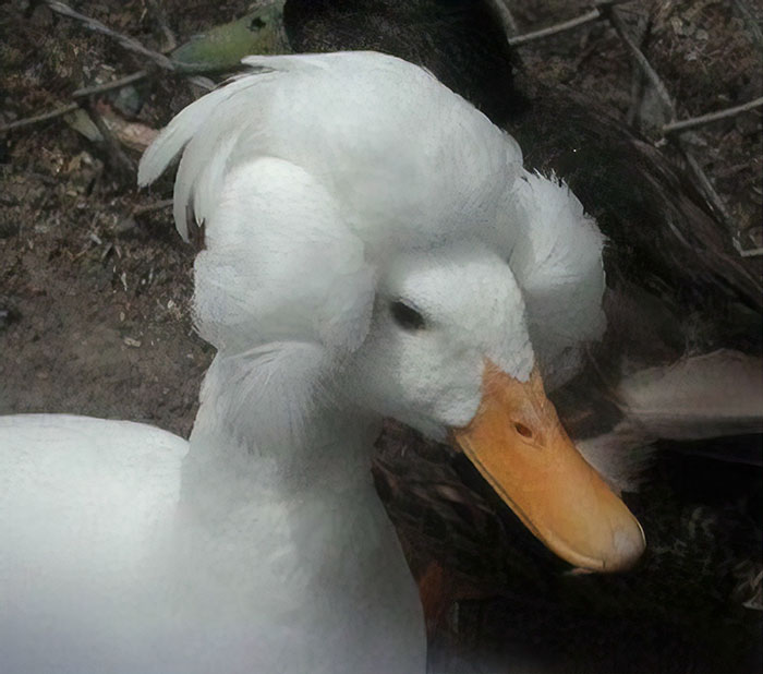 High Quality Duck with president hair Blank Meme Template