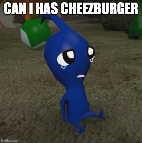 can i has cheezburger pikmin version | CAN I HAS CHEEZBURGER | image tagged in a cute blue pikmin,can i has cheezburger,memes | made w/ Imgflip meme maker
