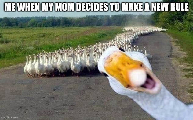 GOOSE | ME WHEN MY MOM DECIDES TO MAKE A NEW RULE | image tagged in goose | made w/ Imgflip meme maker