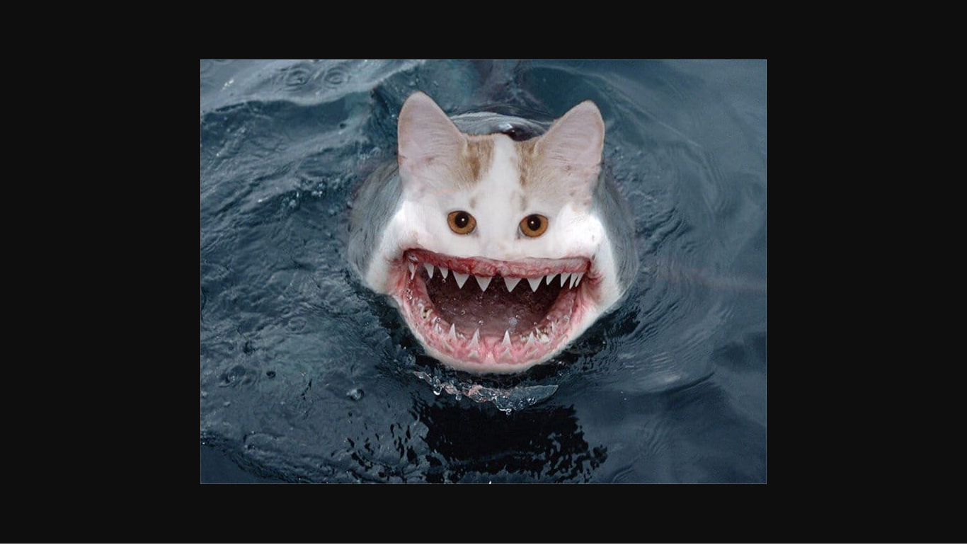 High Quality Cat Shark Blank Meme Template