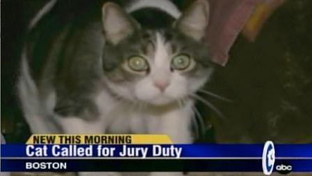 High Quality cat_jury_duty Blank Meme Template