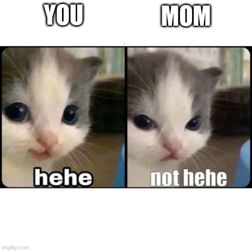 hehe cat | YOU MOM | image tagged in hehe cat | made w/ Imgflip meme maker