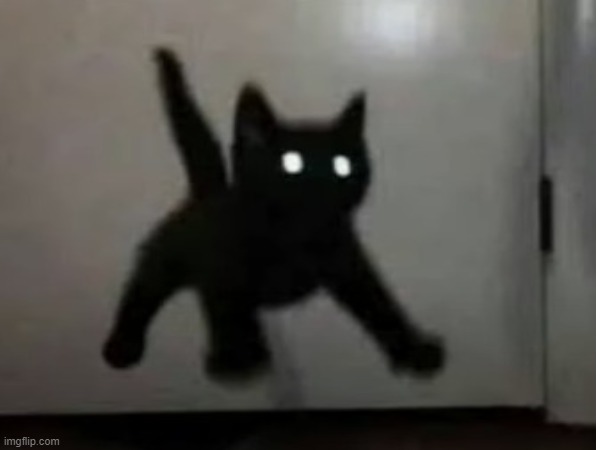 Spooked Cat | image tagged in oh wow are you actually reading these tags,stop reading the tags,why are you reading the tags,why are you reading this | made w/ Imgflip meme maker