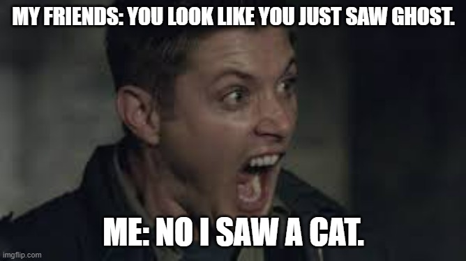 that was scarry!!! | MY FRIENDS: YOU LOOK LIKE YOU JUST SAW GHOST. ME: NO I SAW A CAT. | made w/ Imgflip meme maker