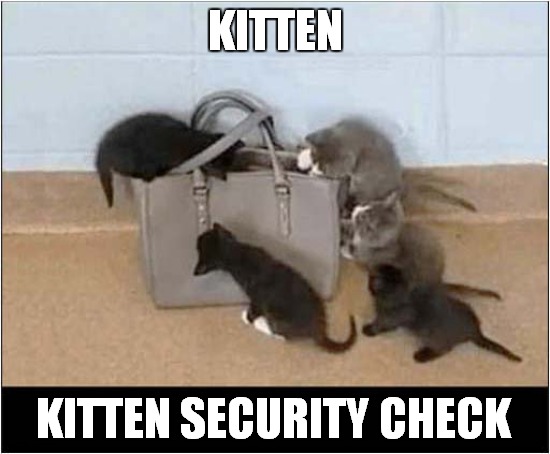 To Make You Smile ! | KITTEN; KITTEN SECURITY CHECK | image tagged in cats,kittens,security | made w/ Imgflip meme maker