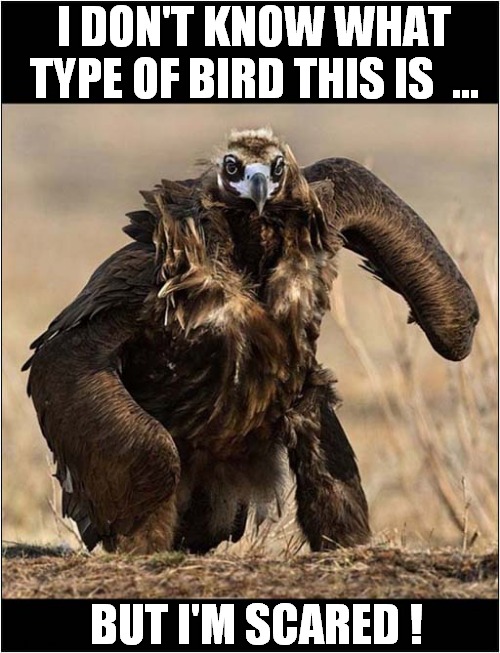 He Means Business ! | I DON'T KNOW WHAT TYPE OF BIRD THIS IS  ... BUT I'M SCARED ! | image tagged in fun,vulture,scary | made w/ Imgflip meme maker