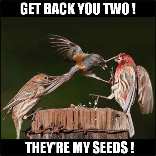 One Greedy Bird ! | GET BACK YOU TWO ! THEY'RE MY SEEDS ! | image tagged in fun,birds,greedy | made w/ Imgflip meme maker
