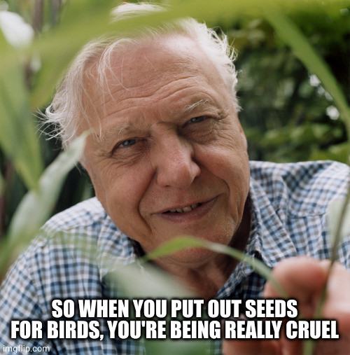 Sir David Attenborough | SO WHEN YOU PUT OUT SEEDS FOR BIRDS, YOU'RE BEING REALLY CRUEL | image tagged in sir david attenborough | made w/ Imgflip meme maker