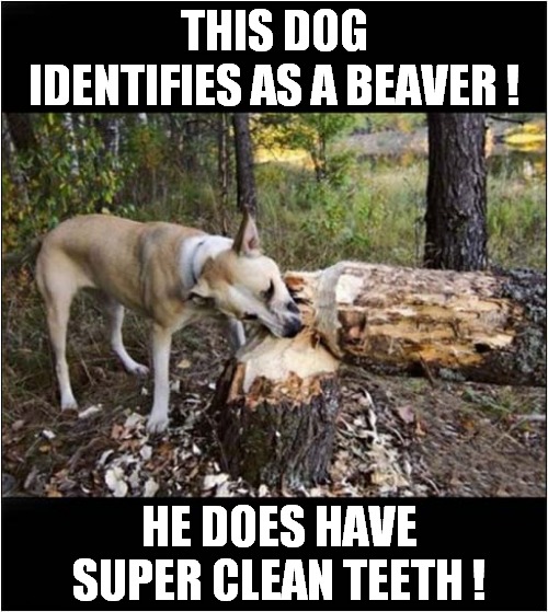Timber ! | THIS DOG IDENTIFIES AS A BEAVER ! HE DOES HAVE SUPER CLEAN TEETH ! | image tagged in dogs,beaver,identity | made w/ Imgflip meme maker