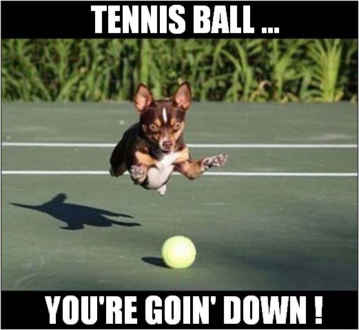 Surprise Attack ! | TENNIS BALL ... YOU'RE GOIN' DOWN ! | image tagged in dogs,tennis ball | made w/ Imgflip meme maker