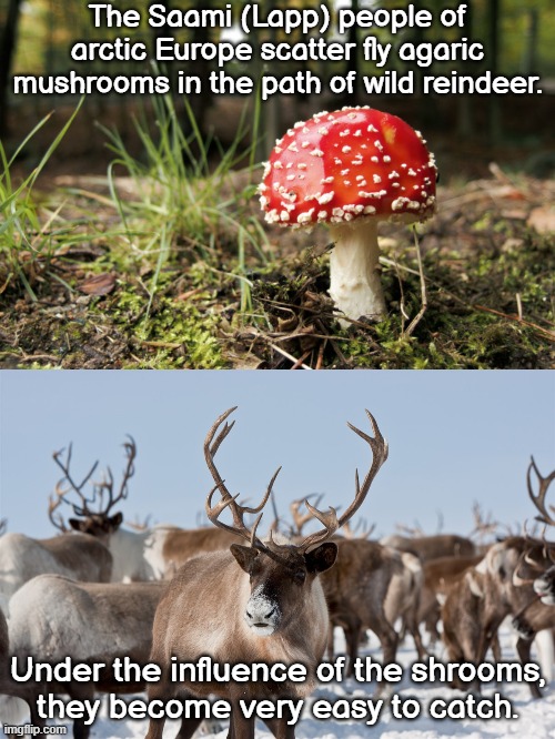 Merry Christmas! | The Saami (Lapp) people of arctic Europe scatter fly agaric mushrooms in the path of wild reindeer. Under the influence of the shrooms,
they become very easy to catch. | image tagged in fly agaric,reindeer,don't do drugs,just say no,funny animals,i believe i can fly | made w/ Imgflip meme maker